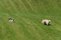 Sheep Dog Herds in Group of Sheep (Ovis aries) Royalty Free Stock Photo