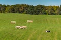 Sheep Dog Herds Sheep Ovis aries Left in Field Royalty Free Stock Photo