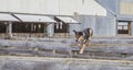 A Sheep Dog Jumps Over Stockyard Fencing