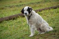 Sheep dog portrait at the farm in Romania mountains