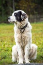 Sheep dog portrait at the farm in Romania mountains