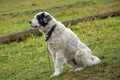 Sheep dog portrait at the farm in Romania mountains