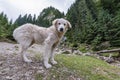 Sheep dog in Romania Royalty Free Stock Photo