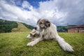 Sheep dog in Romania Royalty Free Stock Photo