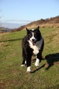 Sheep dog running.