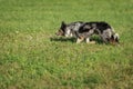 Sheep Dog Runs Left At Herding Trial Royalty Free Stock Photo