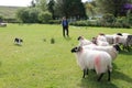 Sheep dog with Shepherd and sheep at rest. Royalty Free Stock Photo