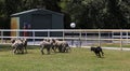 Sheep dog show in paradise country aussie farm,gold coast,australia Royalty Free Stock Photo