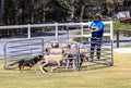 Sheep dog show in paradise country aussie farm,gold coast,australia Royalty Free Stock Photo