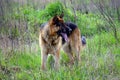 Sheep dog standing among herbosa