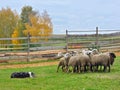 Sheep dog training Royalty Free Stock Photo