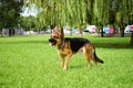 The beautiful sheep dog in the park