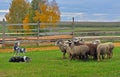Sheep dog training Royalty Free Stock Photo