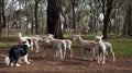 Sheep dog trials Royalty Free Stock Photo