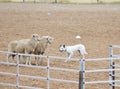 Sheep Dog. Royalty Free Stock Photo