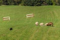 Sheep Dog Walks Up on Sheep Ovis aries Royalty Free Stock Photo