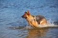 Sheep-dog in water