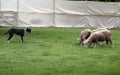 Sheep Dog at Work Royalty Free Stock Photo