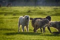 Sheep dogs playing in the meadow. Royalty Free Stock Photo