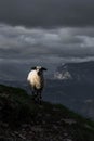 Sheep in the Dolomites - Mountains Royalty Free Stock Photo