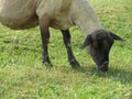 Sheep domestic animal wool milk beautiful grass meat Royalty Free Stock Photo