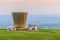 Sheep on Dovers Hill near the topograph Royalty Free Stock Photo