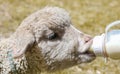 Sheep drinking milk