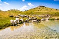 Sheep drinking of Vrazje lake in National Park Durmitor, Montenegro