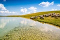 Sheep drinking of Vrazje lake in National Park Durmitor, Montenegro