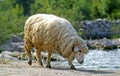 Sheep drinking water from lake