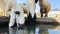 Sheep drinking water on sunny day in the field Royalty Free Stock Photo