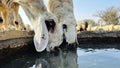 Sheep drinking water on sunny day in the field Royalty Free Stock Photo