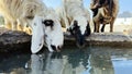 Sheep drinking water on sunny day in the field Royalty Free Stock Photo