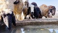 Sheep drinking water on sunny day in the field Royalty Free Stock Photo