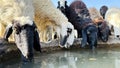 Sheep drinking water on sunny day in the field Royalty Free Stock Photo