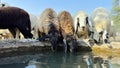 Sheep drinking water on sunny day in the field Royalty Free Stock Photo