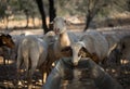 Sheep Drinking