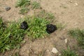 Sheep droppings in the grass. Animal feces on the ground. Sheep dung