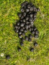 Sheep droppings on green grass