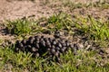 Sheep droppings on ground