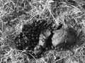 Sheep droppings