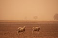 Sheep in drought ravaged paddock during dust storm Royalty Free Stock Photo