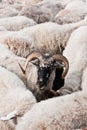 Sheep Royalty Free Stock Photo