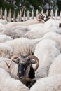 Sheep Royalty Free Stock Photo