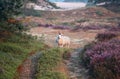 Sheep in dunes with flowering heather in morning Royalty Free Stock Photo