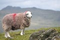 Sheep in Dunnerdale Royalty Free Stock Photo