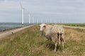 Sheep in Dutch field near sea and wind turbines