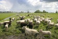 Sheep in dutch landscape Royalty Free Stock Photo