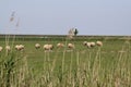 Sheep in the Dutch province of Zeeland in Holland