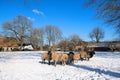 Sheep in Dutch village